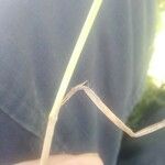 Avenula pubescens Likasa