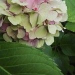 Hydrangea macrophylla花