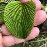 Viburnum lantanoides Leaf