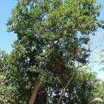Acacia simplex Buveinė