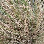 Juncus bulbosus Leaf