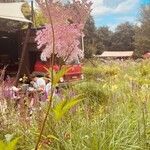 Filipendula rubra Flower