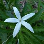 Hippobroma longiflora Λουλούδι