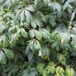 Aesculus parviflora Hoja