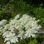 Heracleum sphondylium Flower