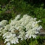 Heracleum sphondyliumVirág