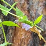 Dracocephalum ruyschiana Flor