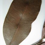 Diploon cuspidatum Beste bat