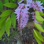 Indigofera decora Blüte