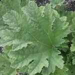 Gunnera tinctoria Лист