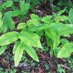 Hedychium thyrsiforme Hoja