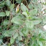 Teucrium flavum Leaf