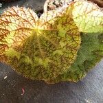 Begonia sizemoreae Φύλλο