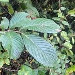 Viburnum sieboldii Levél