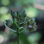 Dendrobium bifalce Цвят