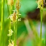 Carex alba Fleur