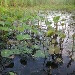 Marsilea quadrifolia Лист