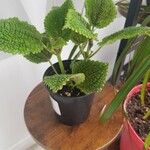 Pilea mollisLeaf