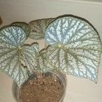 Begonia imperialis Hoja