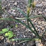 Ornithogalum narbonense Leaf