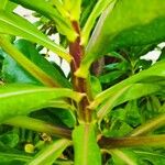 Scaevola taccada बार्क (छाल)