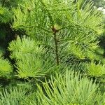 Abies concolor Облик