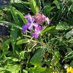 Erysimum linifolium Flor