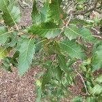 Quercus brantii Yaprak