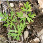 Ranunculus paludosus Foglia