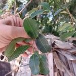 Erythroxylum argentinum Hoja