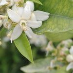 Citrus sinensis Blomst