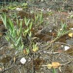 Lathyrus heterophyllus Hostoa