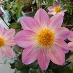 Dahlia tenuicaulis Blomst