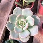 Echeveria derenbergii Foglia
