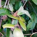 Elachyptera floribunda Fruit