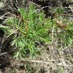 Astragalus granatensis Leaf