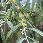 Elaeagnus angustifolia Blomst