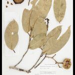 Eschweilera bracteosa Tunda