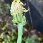 Crepis albida Blüte