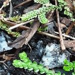 Selaginella douglasii Leaf