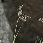 Luzula alpinopilosa Flower