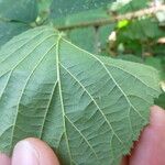 Rubus campaniensis Leaf
