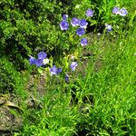 Campanula persicifolia 整株植物