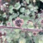 Abutilon palmeri Otro