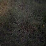 Muhlenbergia lindheimeri Φύλλο