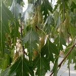 Betula pendula Leaf