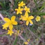 Hypericum linariifolium Flower