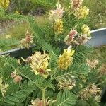 Astragalus cicer Квітка