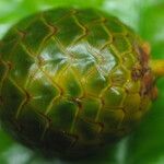 Oncocalamus mannii Fruit