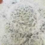 Mammillaria plumosa 叶